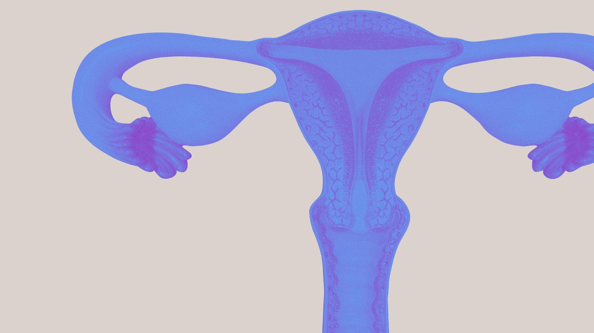 Uterus