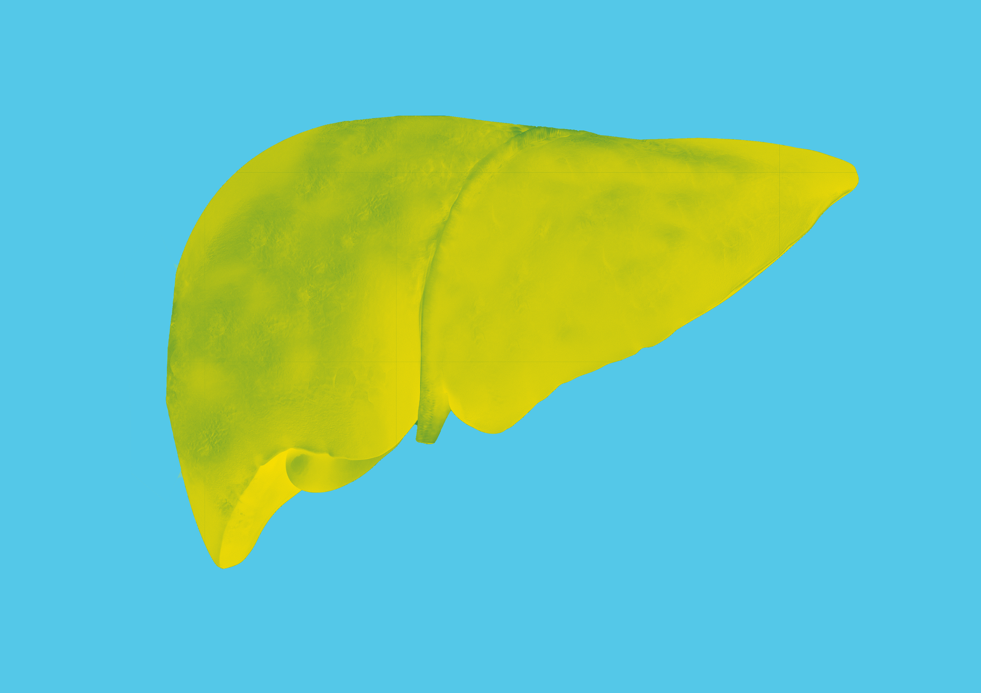 Liver graphic 2