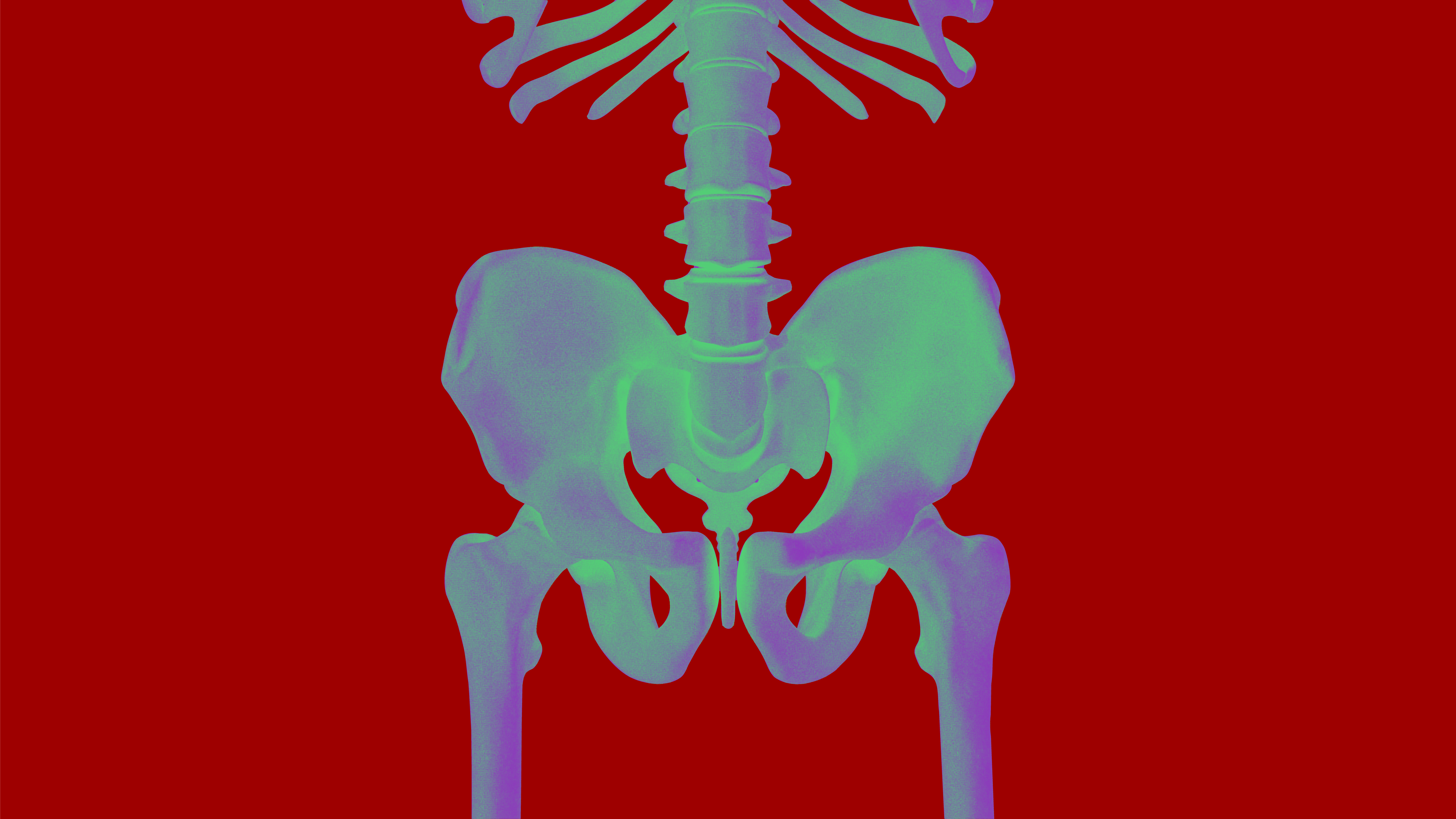 Pelvis Skeleton Image