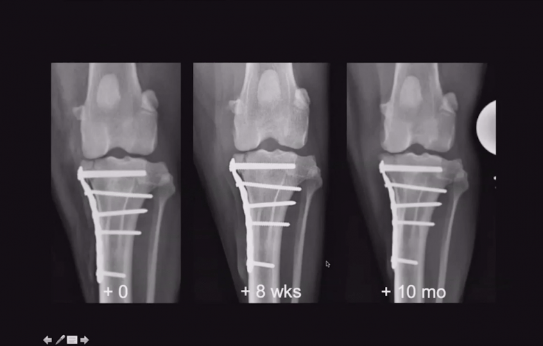 An image from the "Plating Advancements for Fracture Fixation with Michael P. Kowaleski DVM, DACVS, DECVS" video on the JnjInstitute.com website.