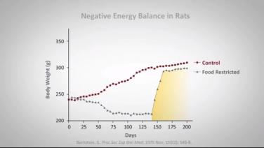 An image from the "Why Losing Weight is Difficult with Randy Seeley, MD" video on the JnJInstitute.com website.