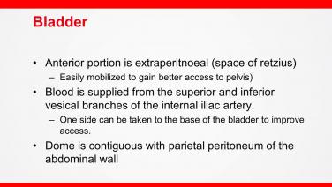 An image of the "Pelvic Anatomy with Bashar Safar, MD" video.
