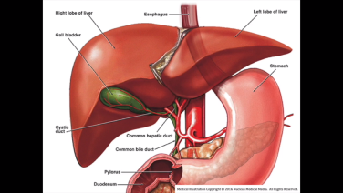 Laparoscopic Cholycystectomy: Critical View of Safety