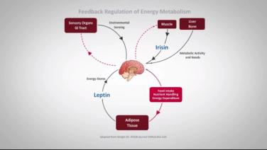 An image from the "How Set Point is Regulated with David Kaplan, MD" video on the JnJInstitute.com website.