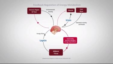 An Image From "How Set Point is Regulated with David Kaplan, MD"