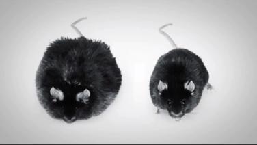 An image from the "It's About The Signals with Randy Seeley, MD" video on the JnJInstitute.com website.