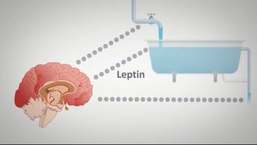 An image from the "The Leptin Bathtub with Randy Seeley, MD" video on the JnJInstitute.com website.