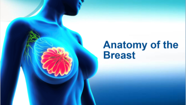 An image from Anatomy of the Breast on JnJInstitute.com website