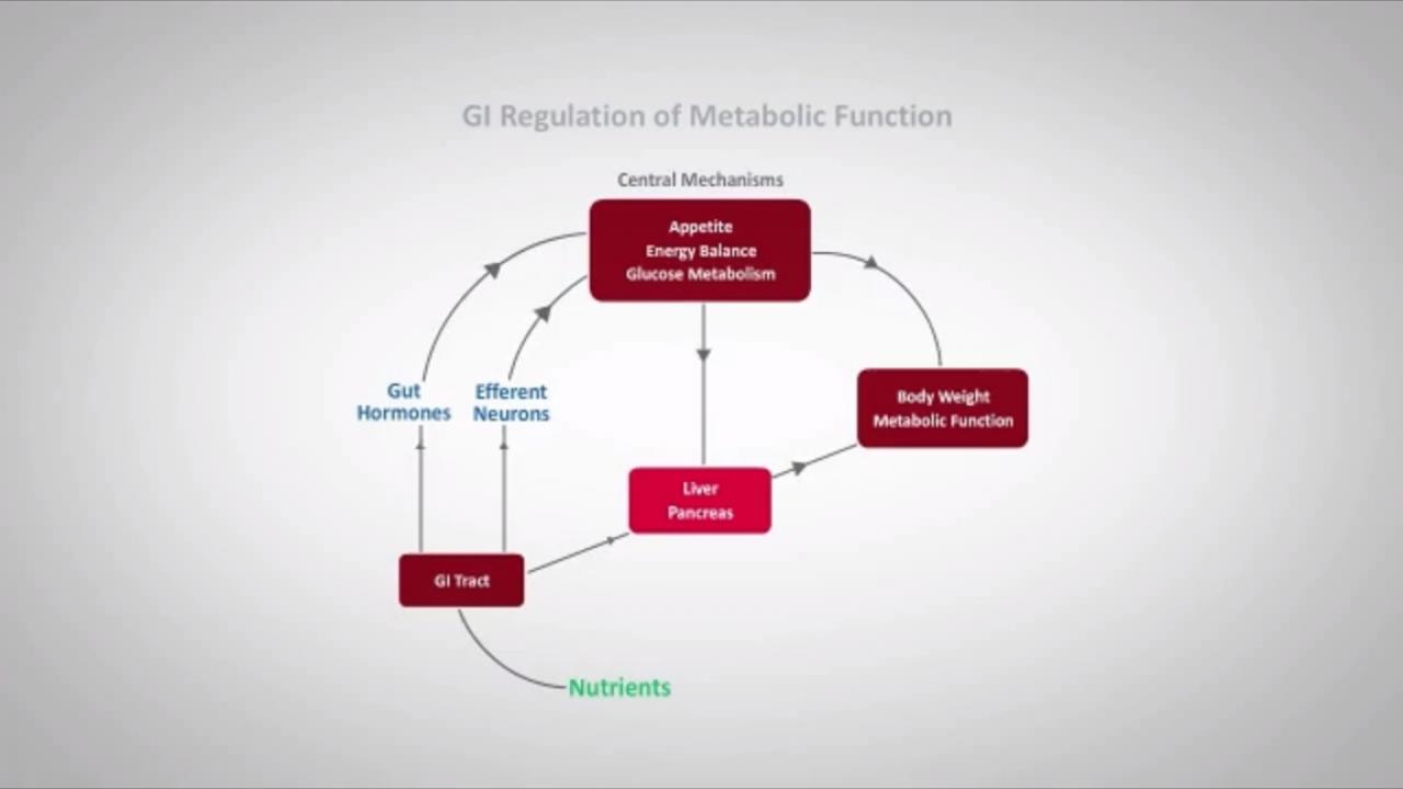 An image from the "GI Regulation Of Metabolic Function with David Kaplan, MD" video on the JnJInstitute.com website.