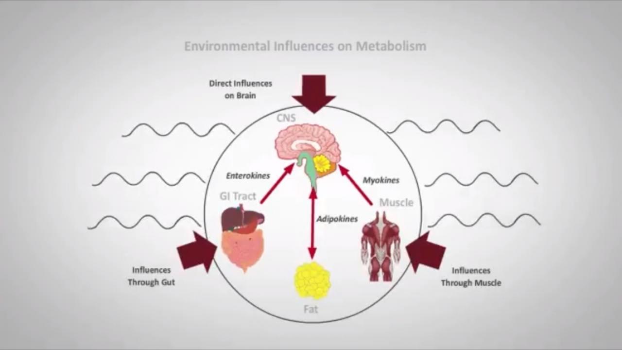 An image from the "Drivers of Obesity with David Kaplan, MD" video on the JnJInstitute.com website.