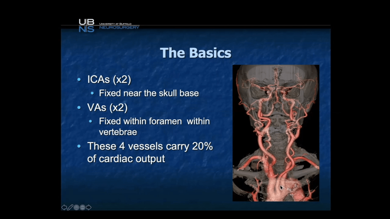 Basic Anatomy of the Brain Header Image