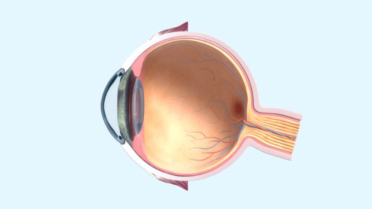 An image of the "Virtual Eye Model" external link.